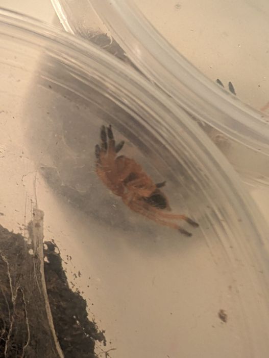 Ephebopus cyanognathus L2