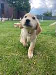 Golden retriever pies