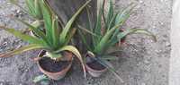Vendo Aloe Vera Planta