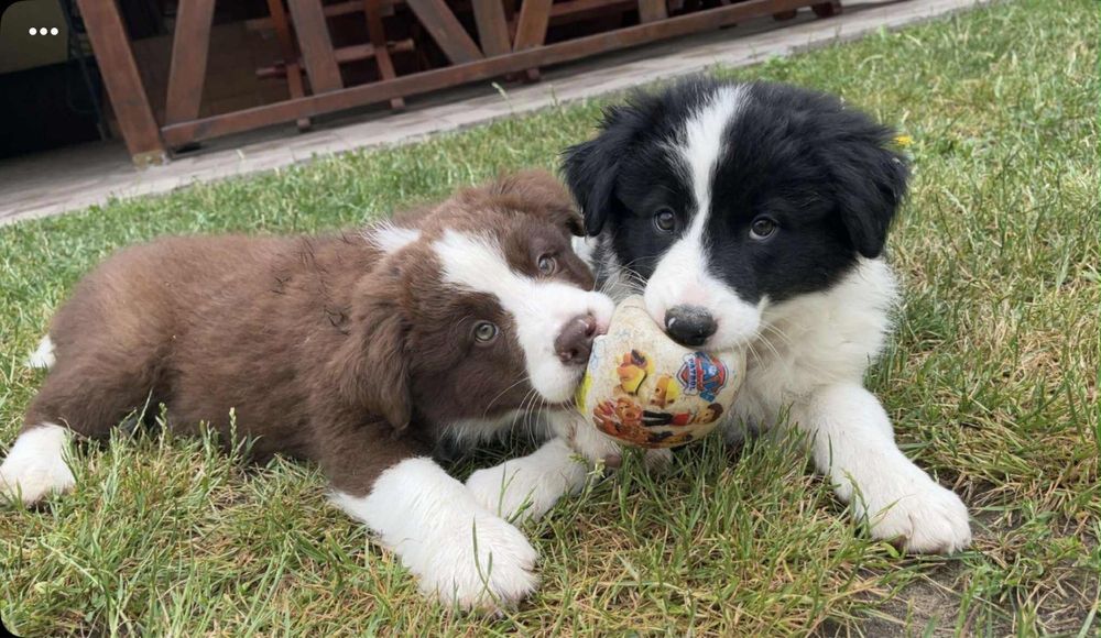 Szczeniak Border Collie gotowy do odbirou