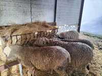 4 ovelhas para vender