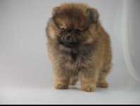 Pomeranian Sucska FCI