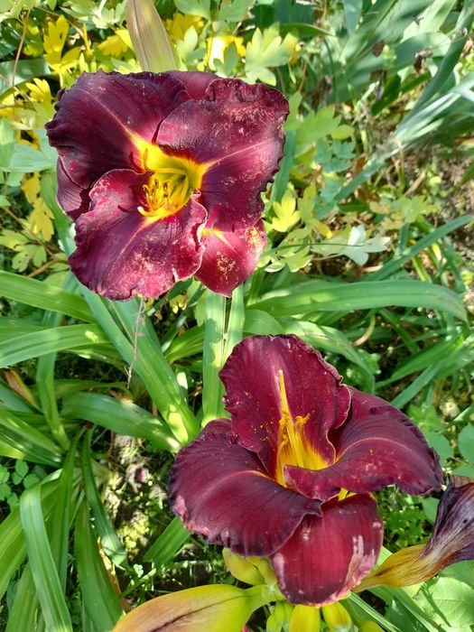 Продам садовые многолетние Лилейники, и другие растения