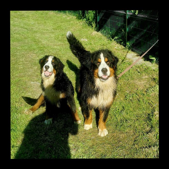 Berneński pies pasterski