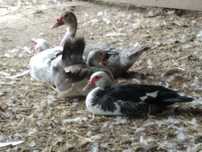 Patos criados no campo