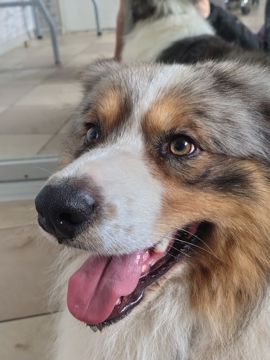 Грумінг для всіх порід собак і котів!