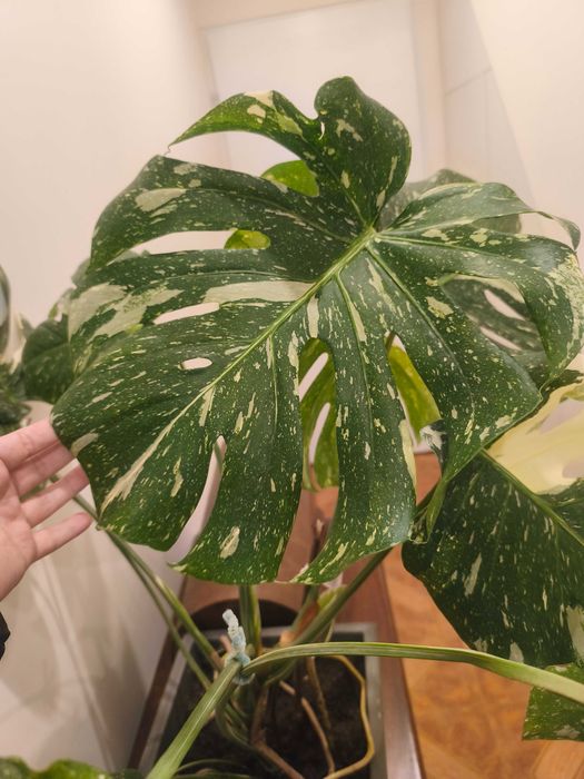 Monstera Thai Constelation