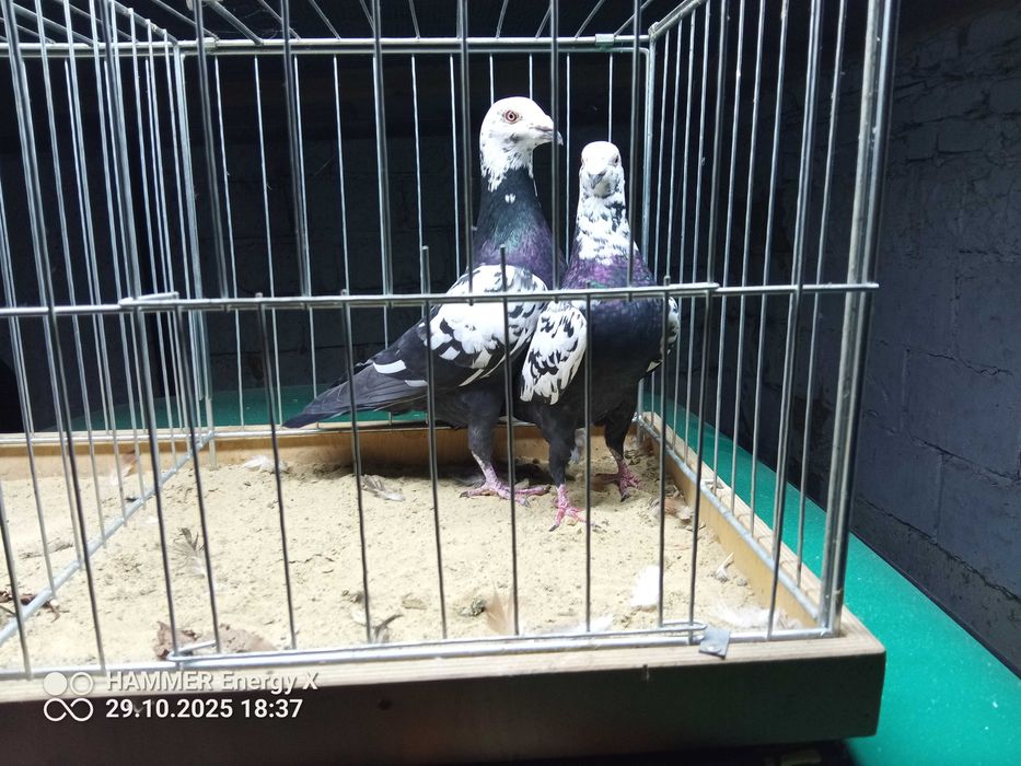 Sprzedam pocztowe tygrysy