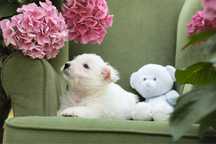 West Highland white terrier  pies