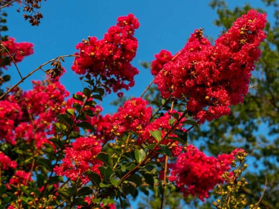 Lagerstremia, Bez Południa, mrozoodporna! B. duże okazy!