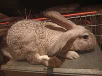 Coelho gigante de Flandres