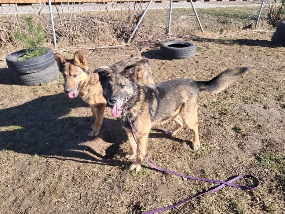 Pokochaj Frediego, daj mu dom