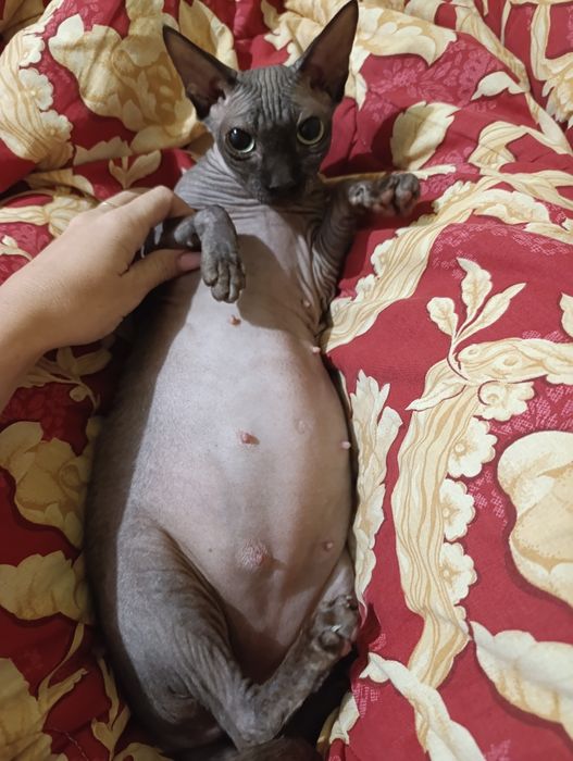 Кошенята канадський Сфінкс