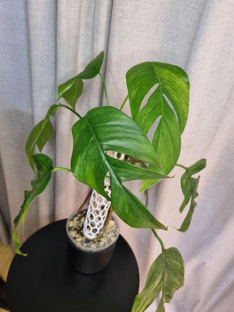 Epipremnum pinnatum cream mint cała roślina 9 liści lub pędówki