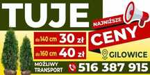 Tuje rozne wysokosci