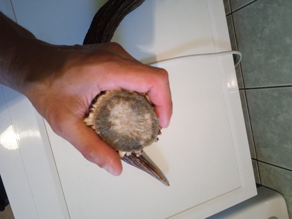 Poroże jelenia Rosocha Zrzut łosia poroże łosia jelenia parostki