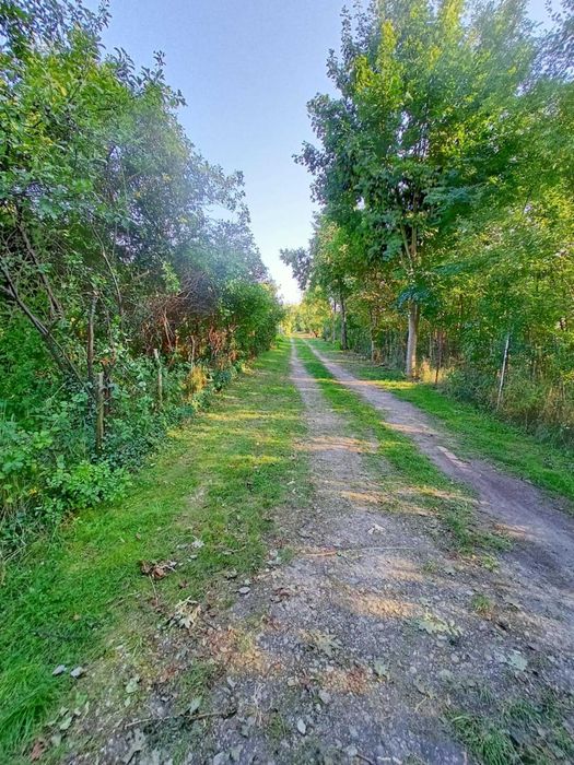 wycinka drzew, krzewów, koszenie trawy, zrębkowanie gałęzi