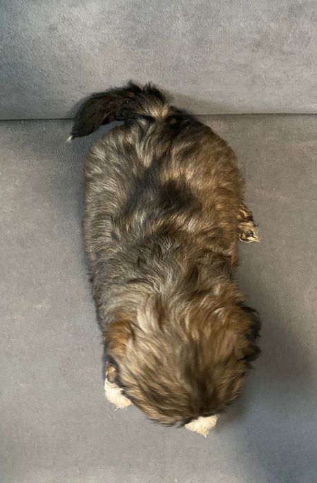 Shih tzu brązowy