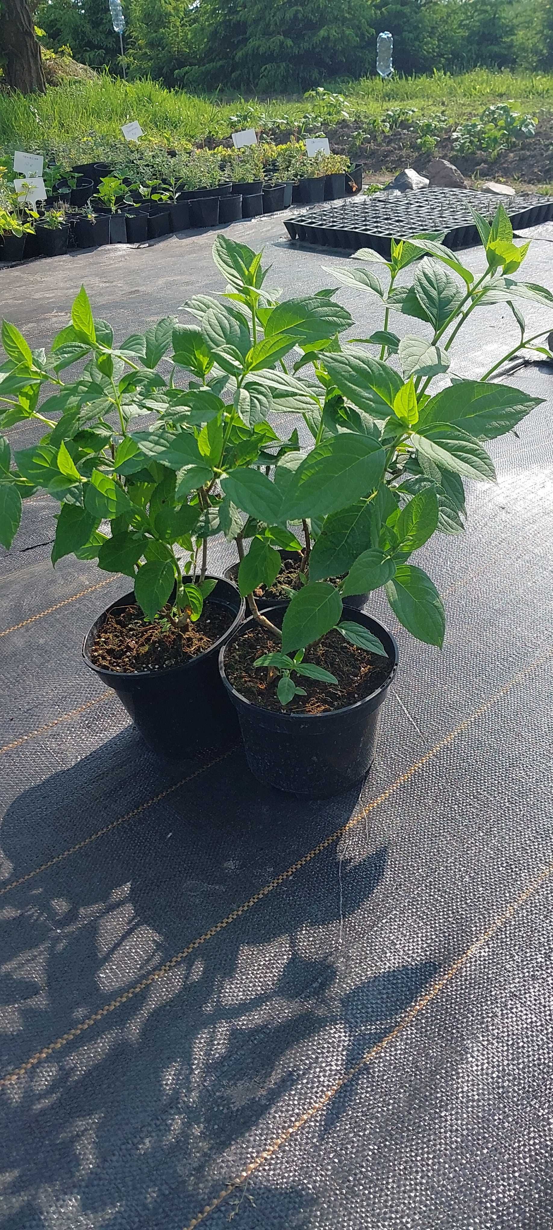 Hortensje Limenligt, Vanilla Frace, Anabelle
