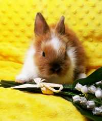Карликовые мини кролики,міні кролик,львиная голова,декоративные,декора
