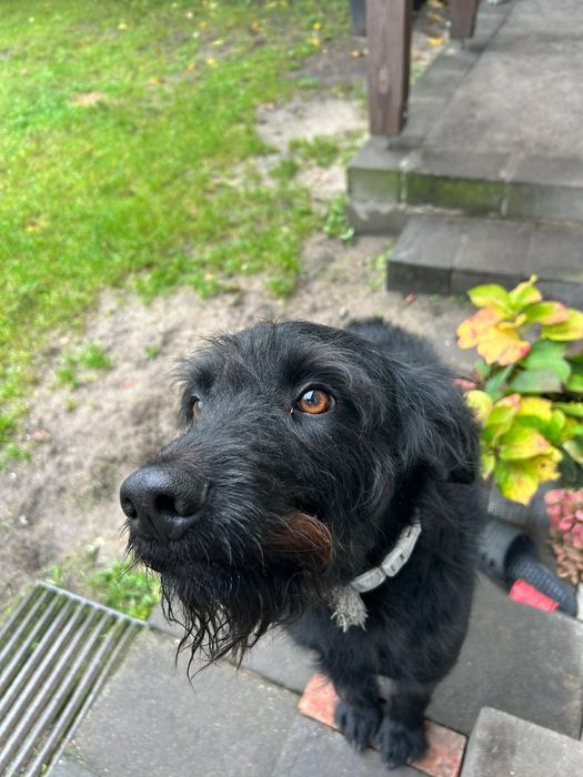 Oddam psa (17msc) w dobre ręce.