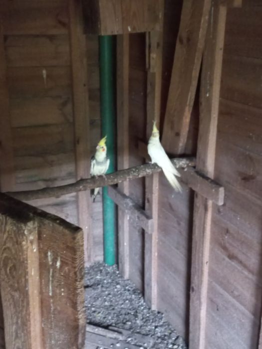 Papugi nimfy z 2025r