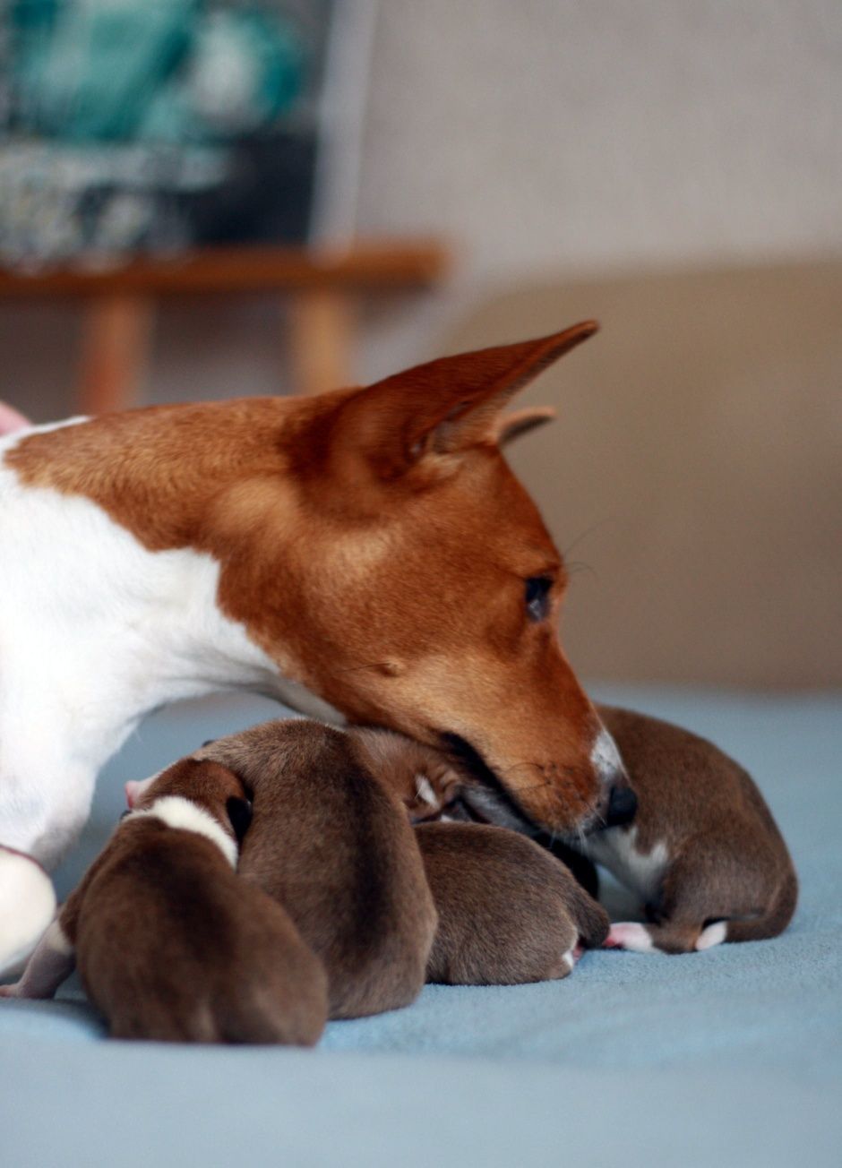 Ми народилися! Гарненькі басенджи! Basenji in Ukraine! FCI КСУ