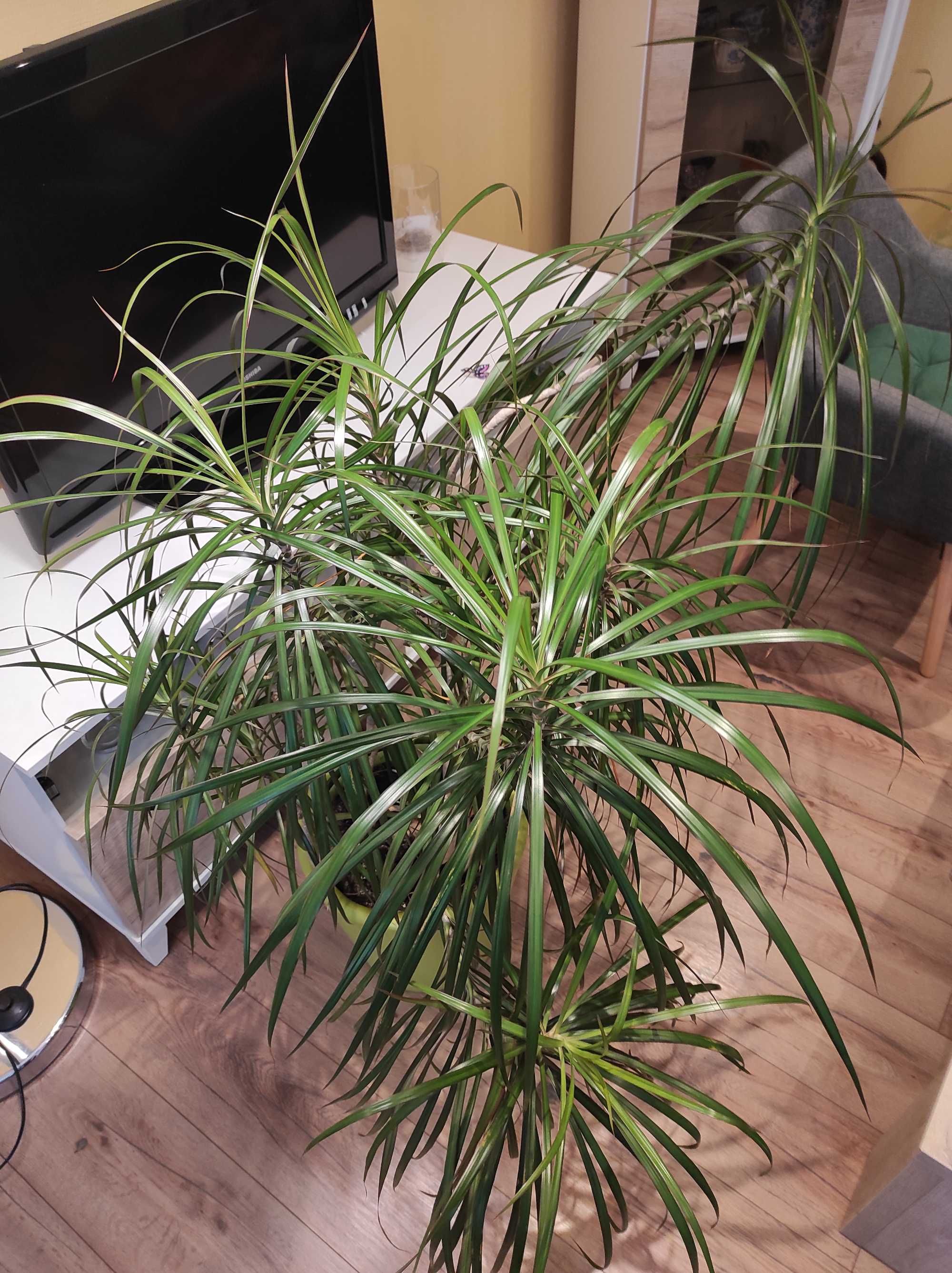 Kwiat doniczkowy Dracena 1