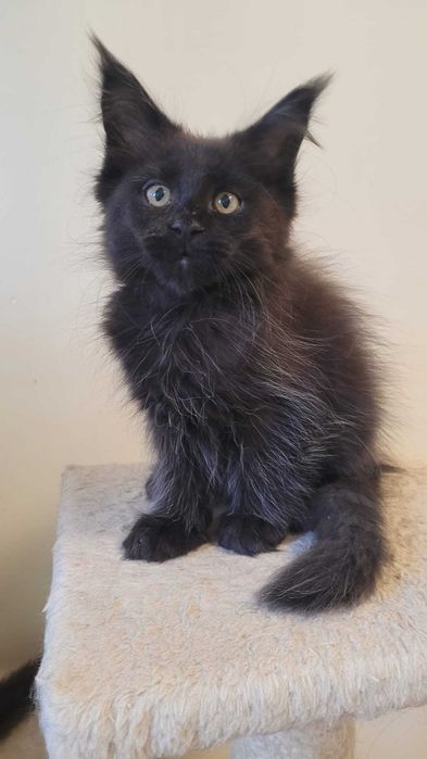 Piękna kotka Maine Coon FPL. Ruda Śl. Czarna ze srebrem!!!
