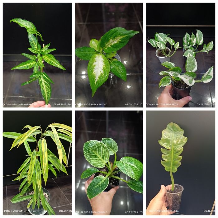 Рослини за доступними цінами