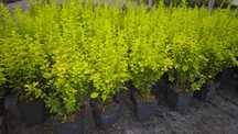 WIOSENNA PROMOCJA BERBERYS MARIA 50-70 cm w donicy 3 litrowej