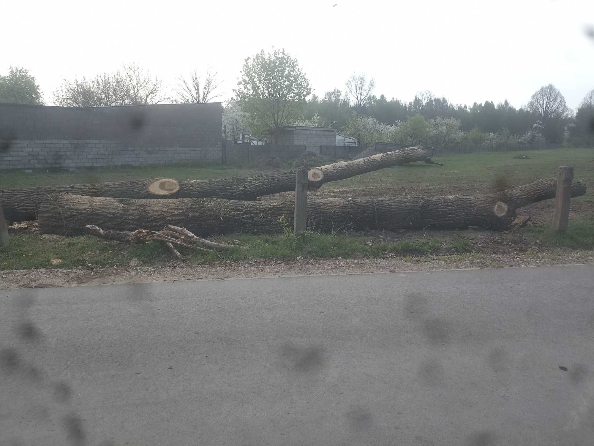 Kłody topoli sprzedam 8 i 12m średnica ponad 100cm