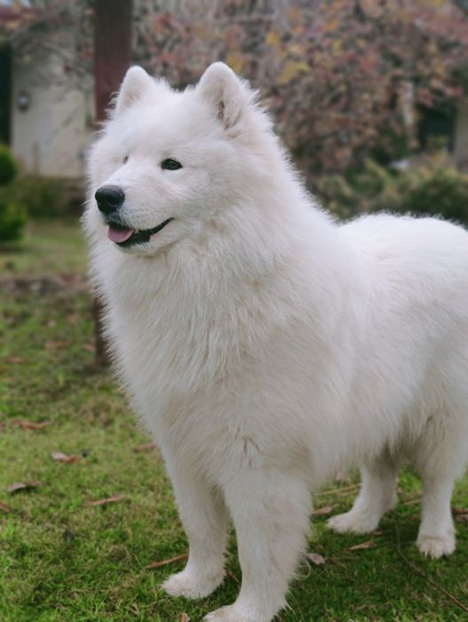 Samoyed piesek 8  miesięcy