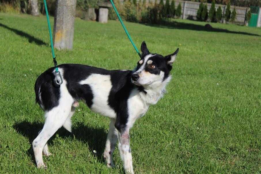 098718 Riko do adopcji