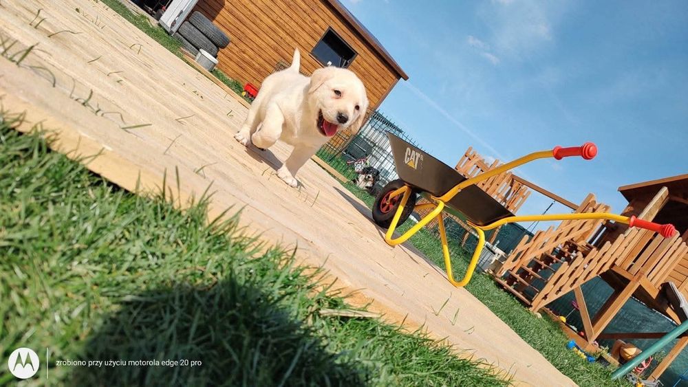 Labrador retriever pies