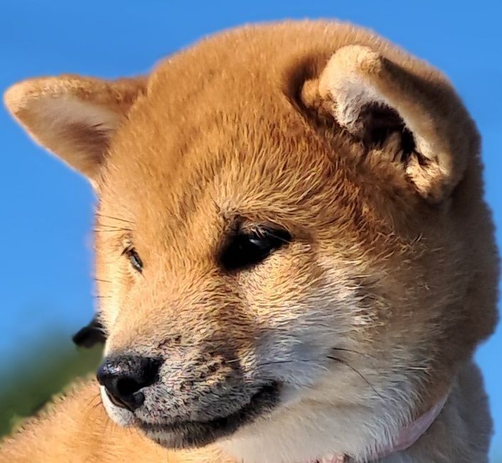 Руді лисичкі сіба-іну . Доставка по Україні за наш рахунок