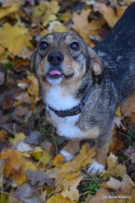 Młoda 10-kilowa suczka Bonita szuka dobrego domu