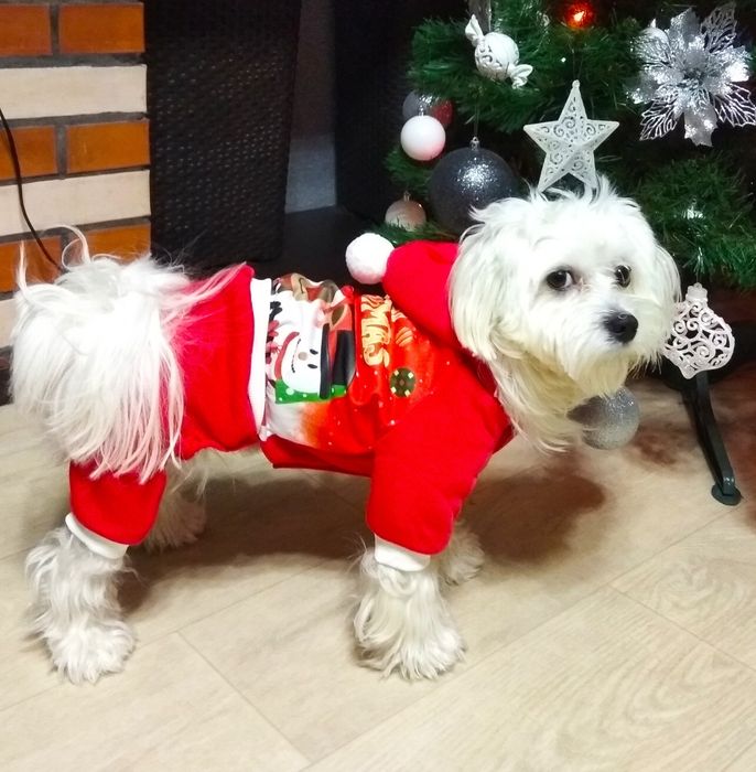 Злучка.  Мальтійская болонка. Вага 6кг.Хлопчик. 5 роки