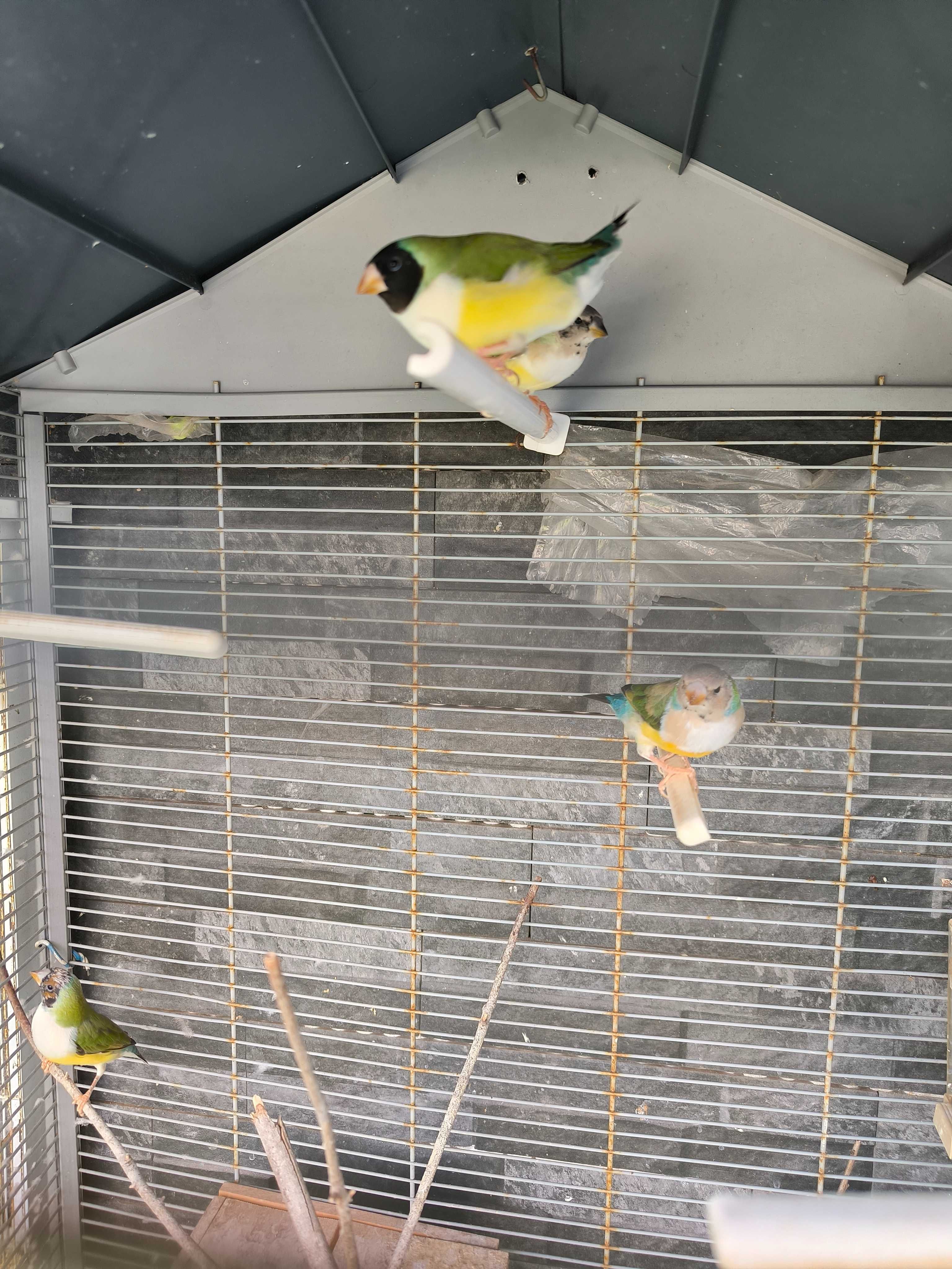 Diamantes de Gould 2025 - criação directa