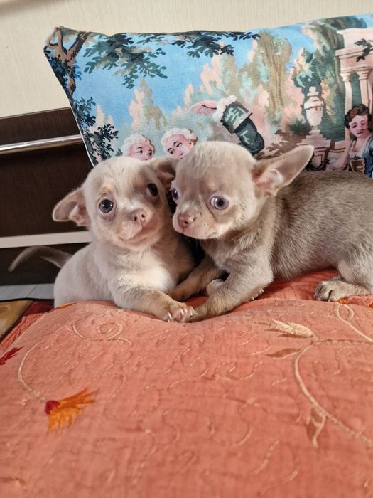 Терміново! Велика знижка! Тільки хлопчики. Поспішайте . Доставка по об