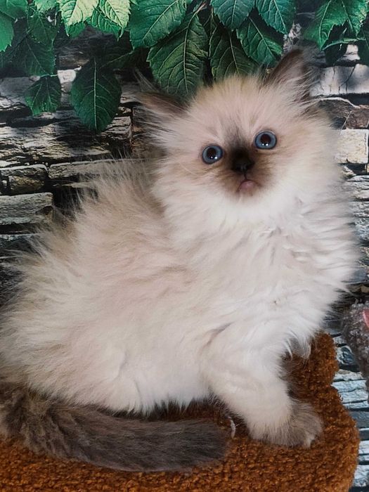 Kotka RAGDOLL  rodowód FPl