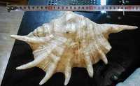 Раковина морська-океанічна декор, океаническая ракушка в аквариум