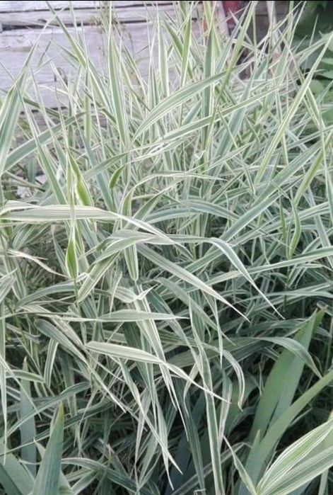 Bergenie,Konwalie,Liliowce,Rośliny starodawne