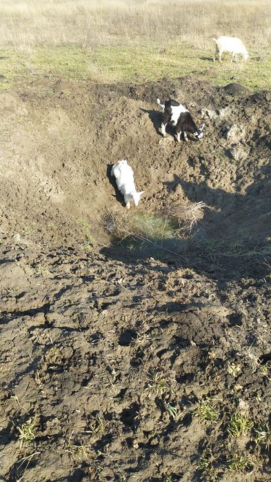 Козлята старше месяца