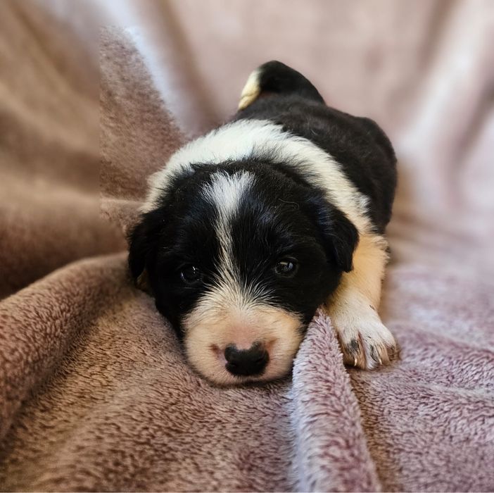 Suczka Border Collie ZKwP FCI