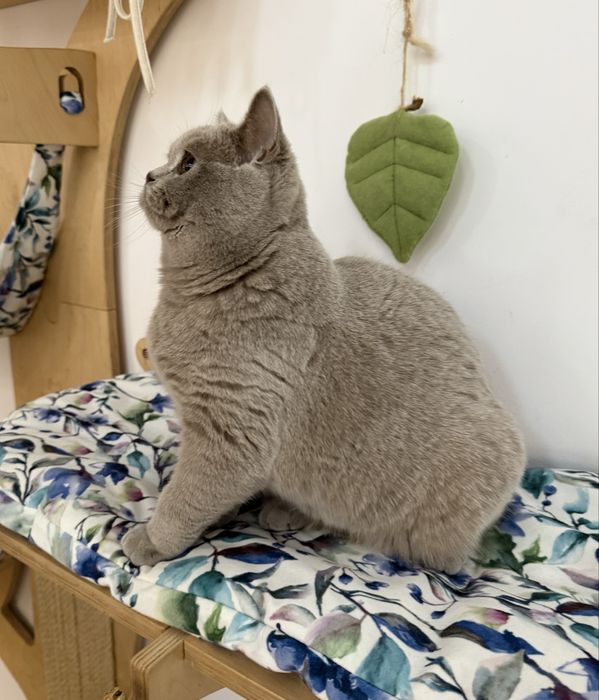 Kotka brytyjska krótkowłosa liliowa (BRI c) – opcja hodowlana