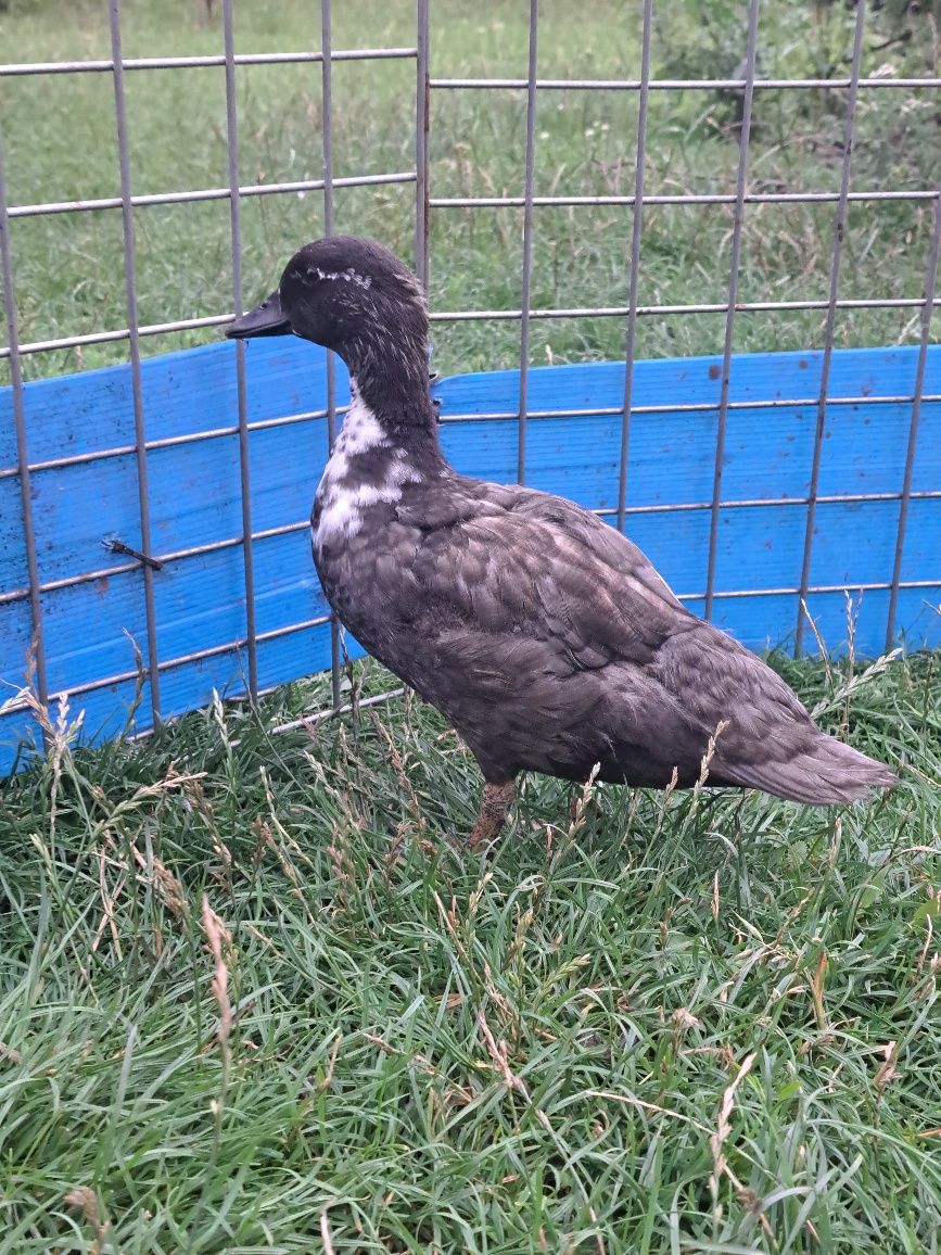 Call duck biegusy liliputki