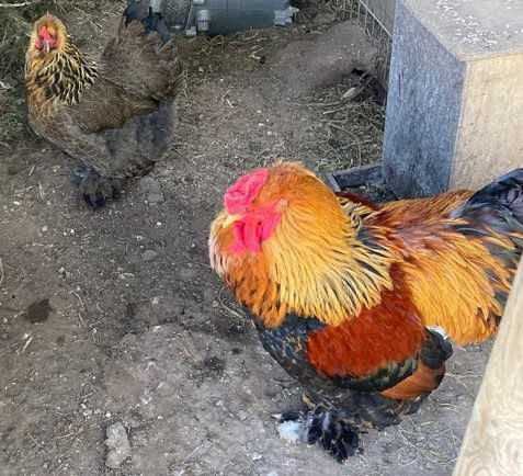 Ovos fecundados e pintos de várias galinhas de raça.