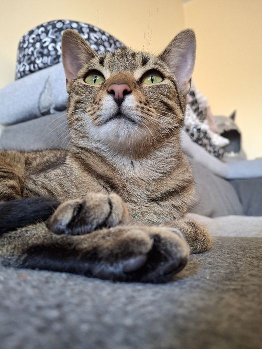 BELLA poleca się do dopcji