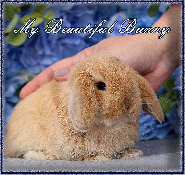 Piękny Króliczek Mini Lop - Orange